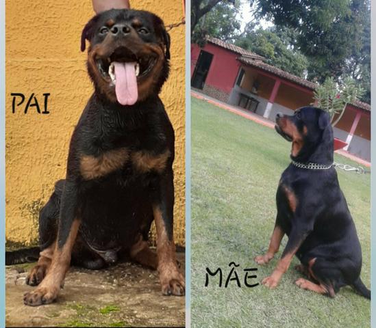 Vendo filhotes de Rottweiler