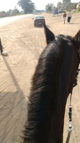 Vendo cavalo emciliado - Foto 2