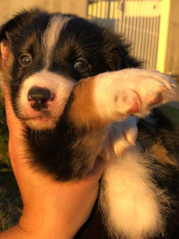 Border Collie - Foto 2