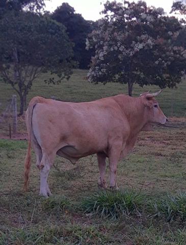 Boi touro caracu - Foto 2