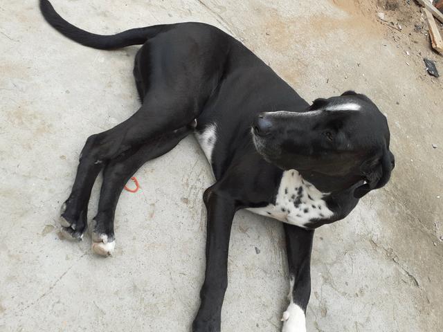 Doace cachorro porte grande