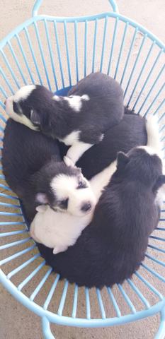 Bbs de Husky Siberiano