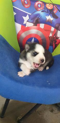 Bbs de Husky Siberiano - Foto 3