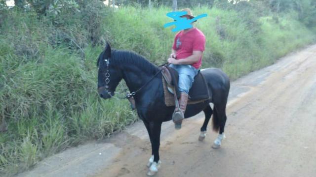 Vendo cavalo emciliado - Foto 5