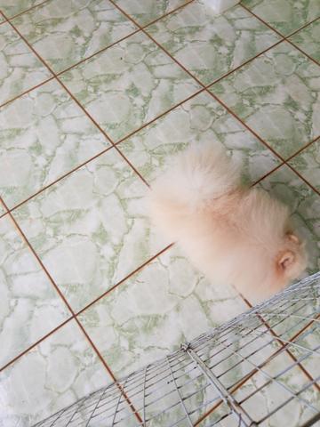 Spitz alemão anão disponível para cruza - Foto 3
