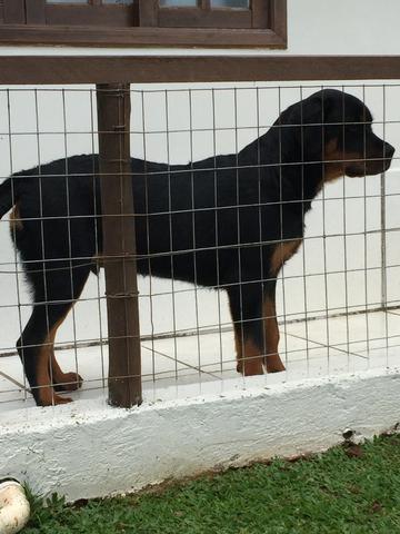 Filhote de Rottweiler - Foto 4