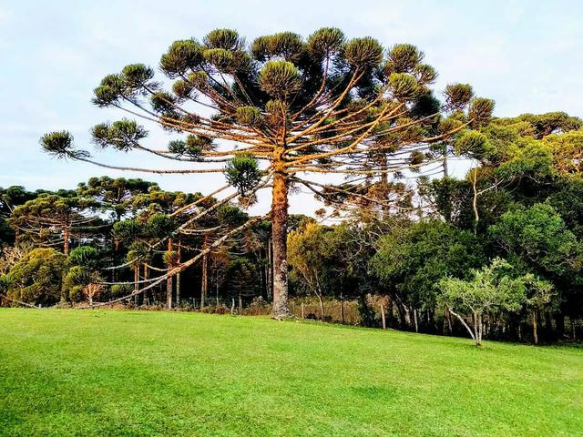 As Melhores áreas para pecuária e agricultura nos Campos de Cima da Serra - Foto 4