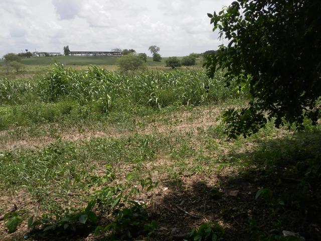Feira Nova=Vend. 15 mil por Hect=Fazenda com 100 Hectares=Pronta pra Criação de Gado - Foto 14