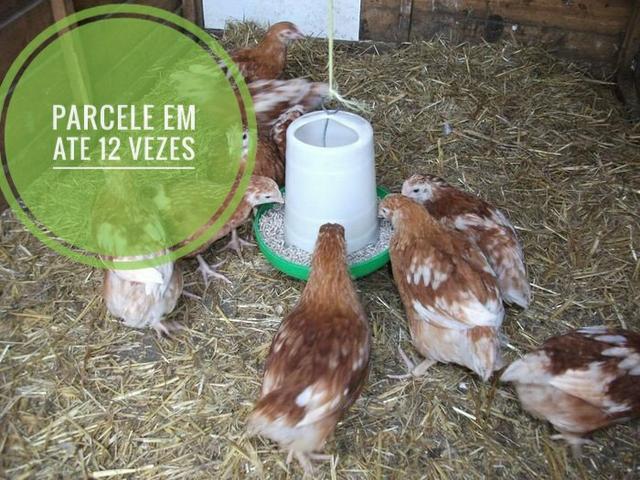 Pintinho poedeiras e caipiras ou 30 dias - Foto 6