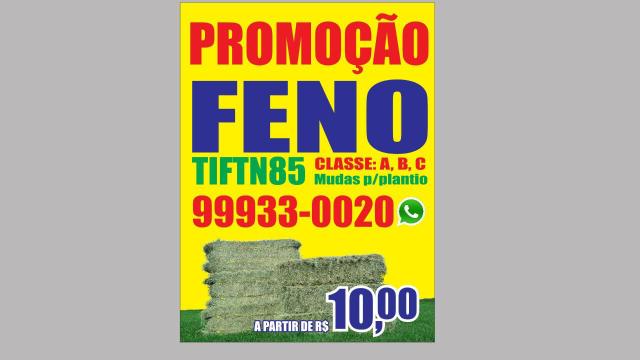 Feno tifton 85