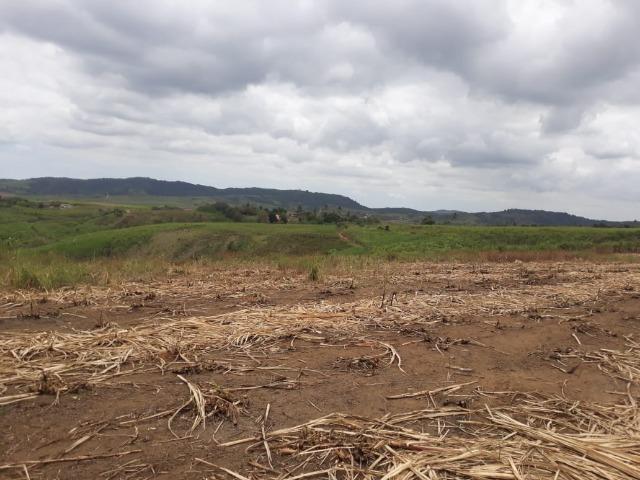 Escada=Vend. 7 mil por Hect=140 Hect=Todos plantado em Cana de Açúcar, só vendemos tudo - Foto 17