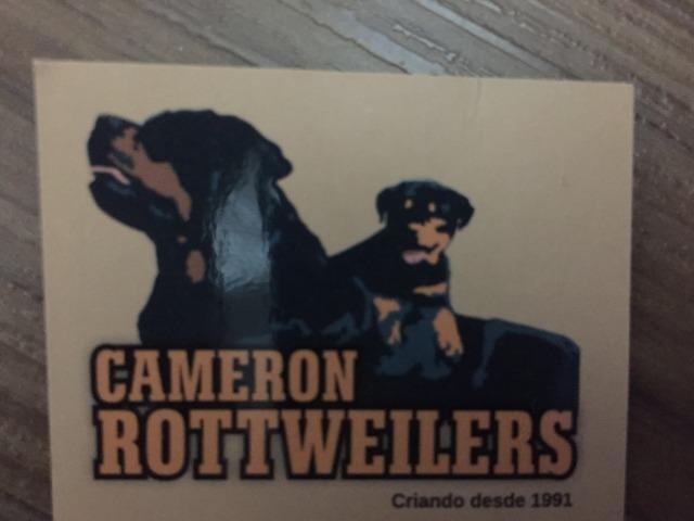 Filhotes machos Rottweiler - Foto 6