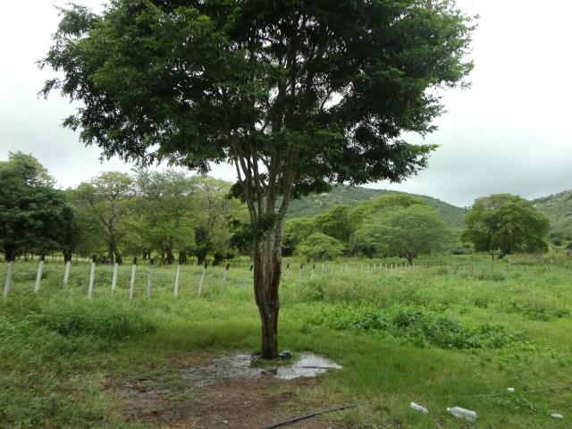 Sítio em Panelas - PE - Foto 2