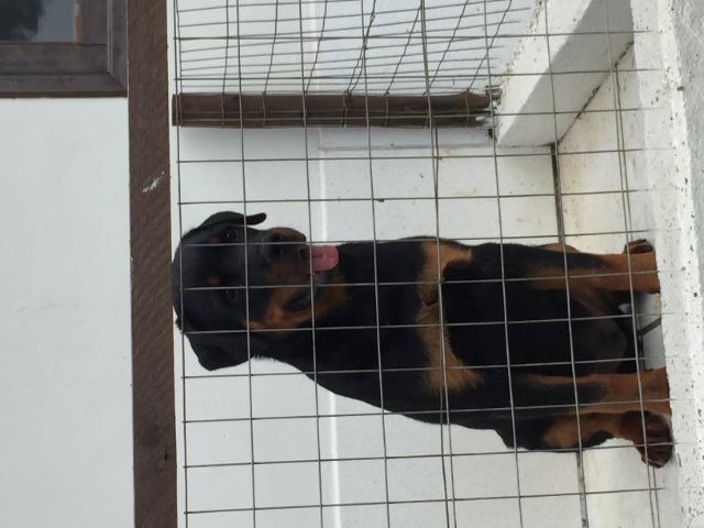 Filhote de Rottweiler - Foto 5