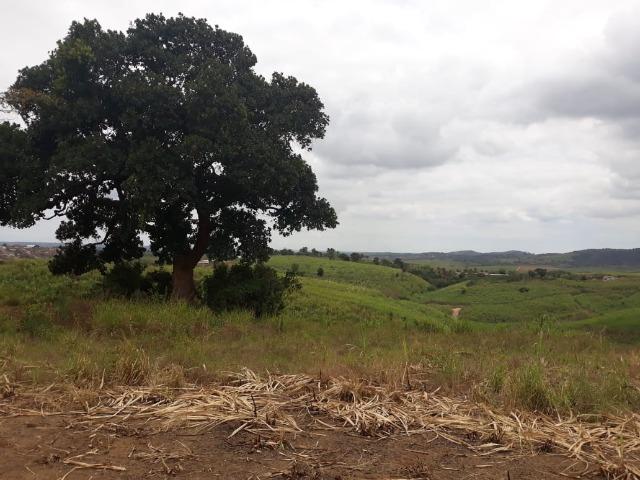 Escada=Vend. 7 mil por Hect=140 Hect=Todos plantado em Cana de Açúcar, só vendemos tudo - Foto 15