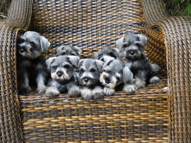 Schnauzer Miniatura - filhotes lindíssimos há 24 anos. Reserve o seu !!!!!
