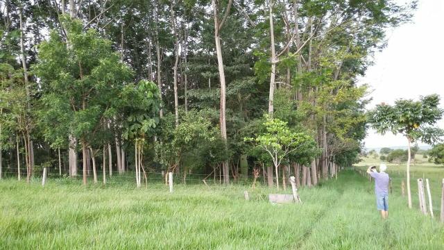 Sitio 5 alqueires formado e todo cercado - Foto 3