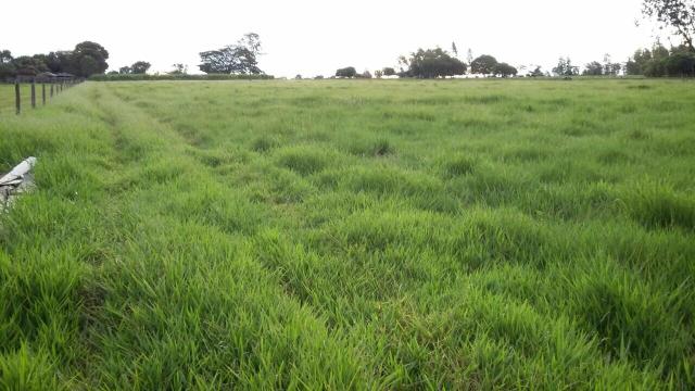 Sitio 5 alqueires formado e todo cercado - Foto 2