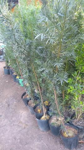 Podocarpo - Planta - Foto 2