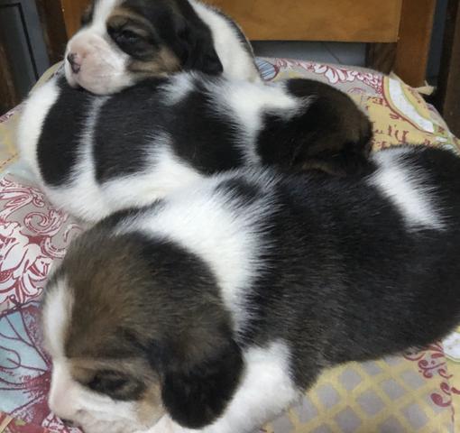 Filhotes de beagle - Foto 2