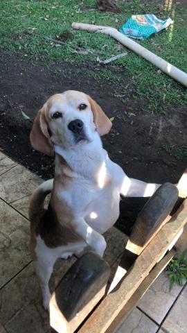Filhotes de beagle - Foto 6