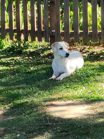 Doação de cachorrinhos de um aninho