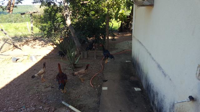 Frangos de raça - Foto 6