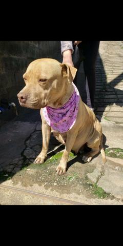 Filhote pitbull