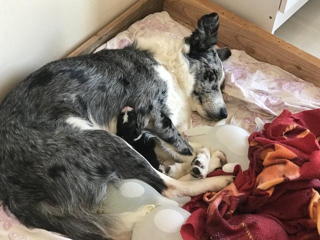 Border Collie - Foto 6