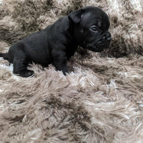 American Bully