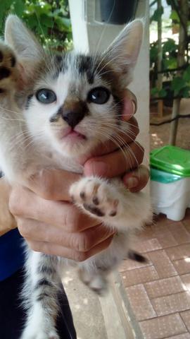 Doação de gato - Foto 4