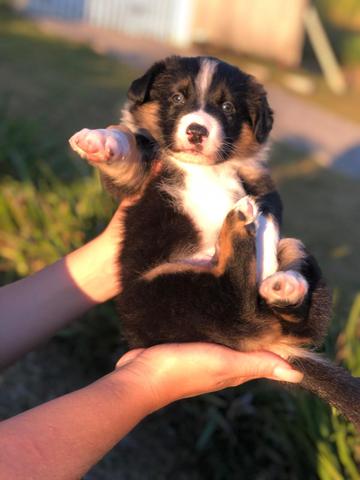 Border Collie - Foto 4