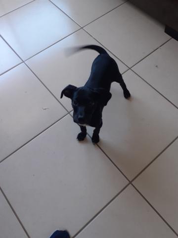 Linda cachorrinha para doação - Foto 3
