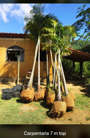 Palmeiras e Plantas exoticas 