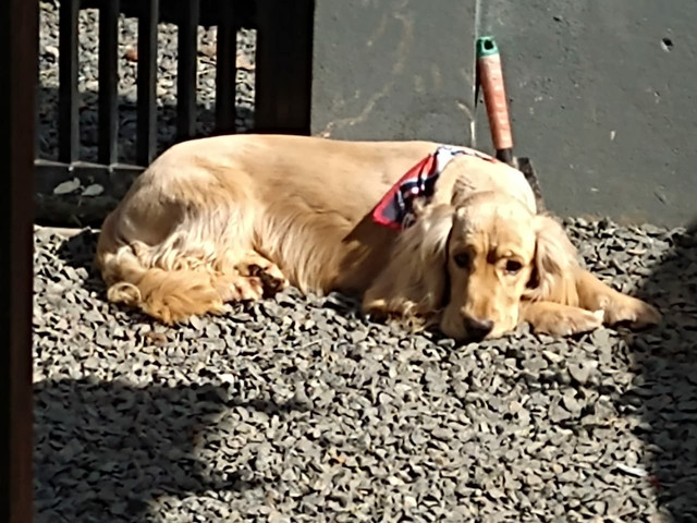 Cocker spaniel inglês macho - Foto 2