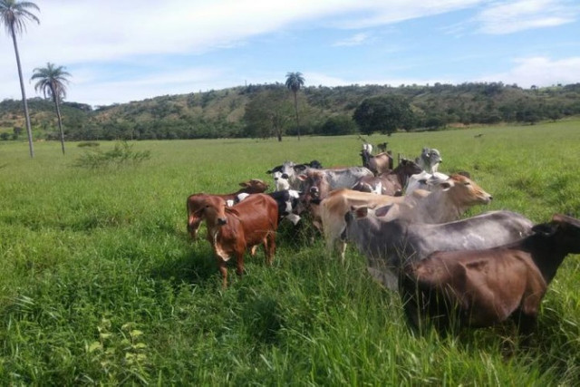 Linda fazenda de 33,4 ha,Jequitibá(Temos varias opções). - Foto 5