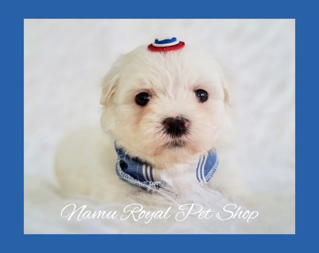 Maltês macho - fotos reais / Namu Royal Pet Shop 