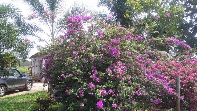 Terenos, MS linda chácara - até para morar - Foto 6