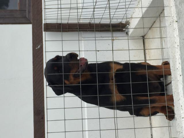 Filhote de Rottweiler - Foto 3