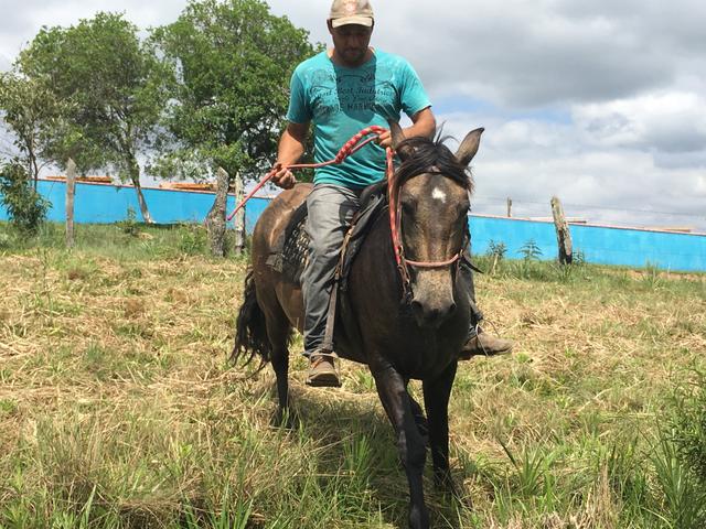Égua crioula! - Foto 3