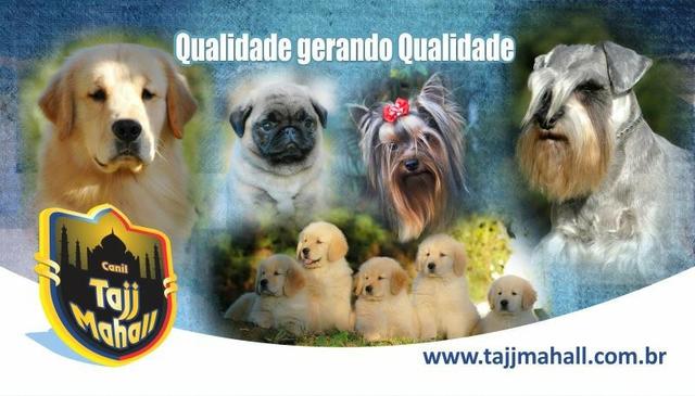 Schnauzer Miniatura - filhotes lindíssimos há 24 anos. Reserve o seu !!!!! - Foto 2