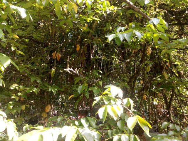Terrenos - Porto de Cima - Morretes - Foto 7