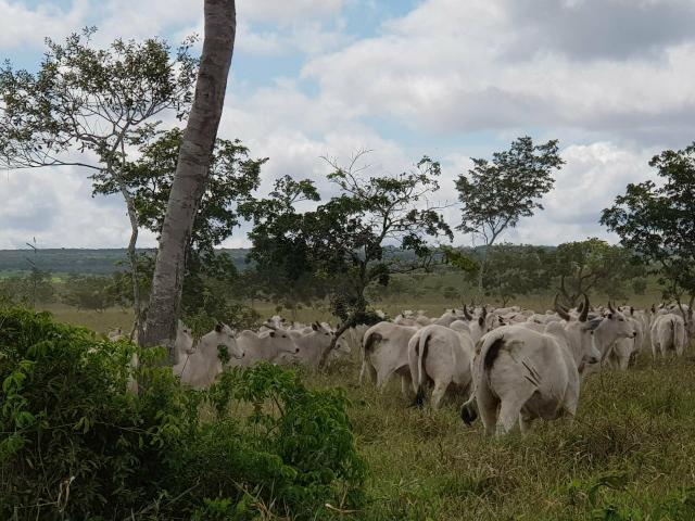 5000 hectares ideal para Plantação com Escritura pública