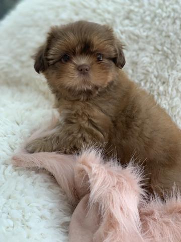 Os mais perfeitos shih tzus aqui na filhotes da Serra - Foto 3
