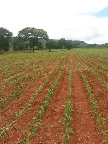 Fazenda 2.686 hectares em ARINOS MG - Foto 16