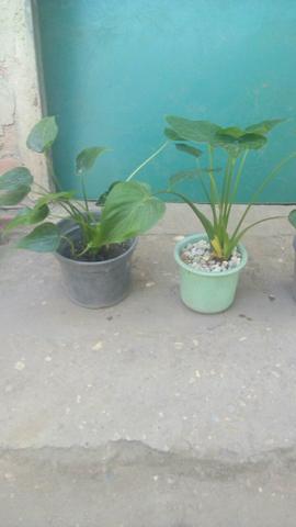 Venda