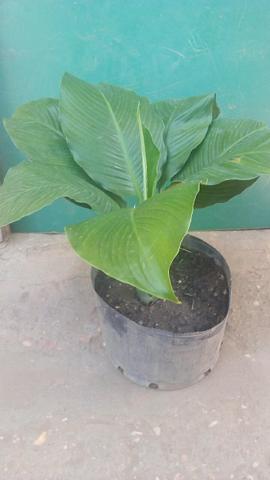 Venda