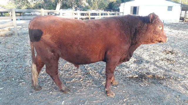 Touro Red Angus - Foto 3