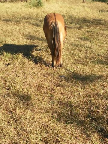 Vendo Cavalo - Foto 3