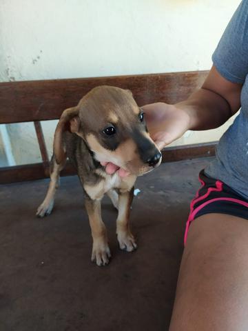 Cachorrinho MACHO para doação responsável! FACILITO ENTREGA!!!!